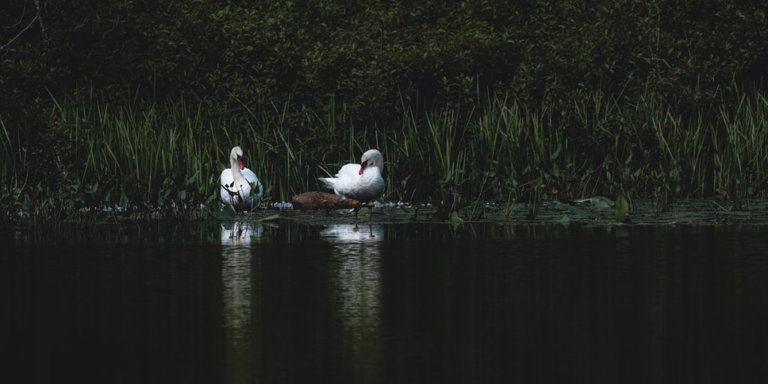 Minima vel non expedita.